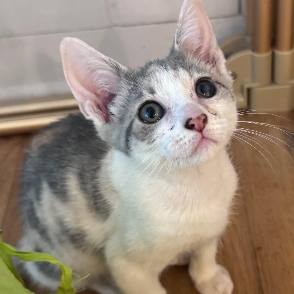 Enlarge Chalet, a Adoptable Domestic Short Hair in Jupiter, FL image 6/6