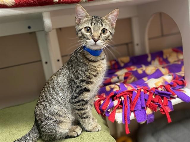 RYE, Adoptable, Kitten Male Domestic Short Hair.