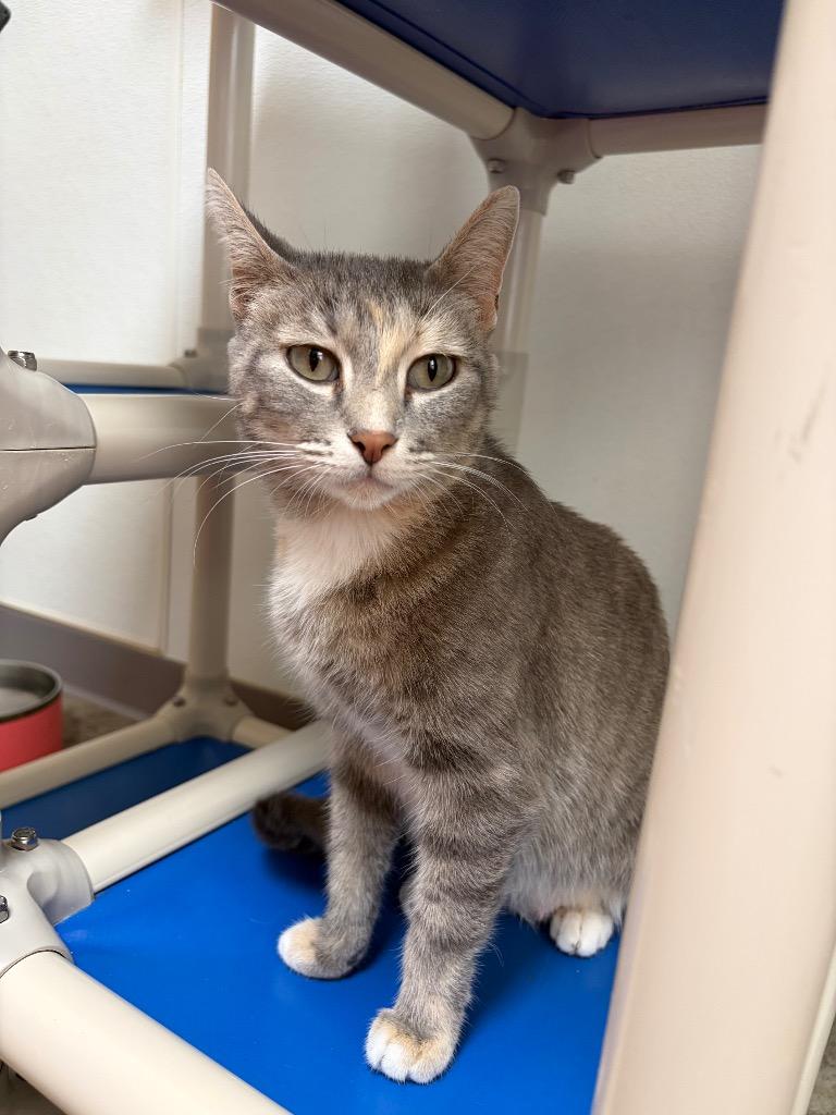 Enlarge Artemis, a Adoptable mixed breed in Clinton, SC image 1/3