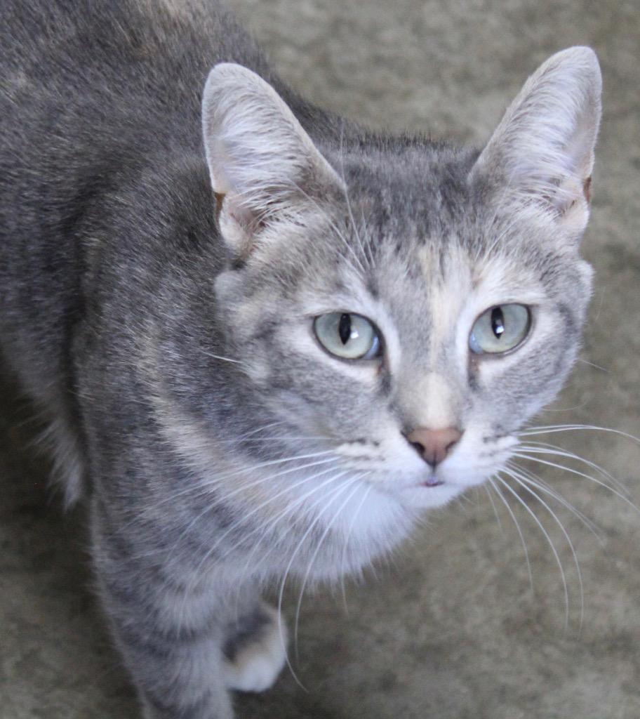 Enlarge Artemis, a Adoptable mixed breed in Clinton, SC image 2/3