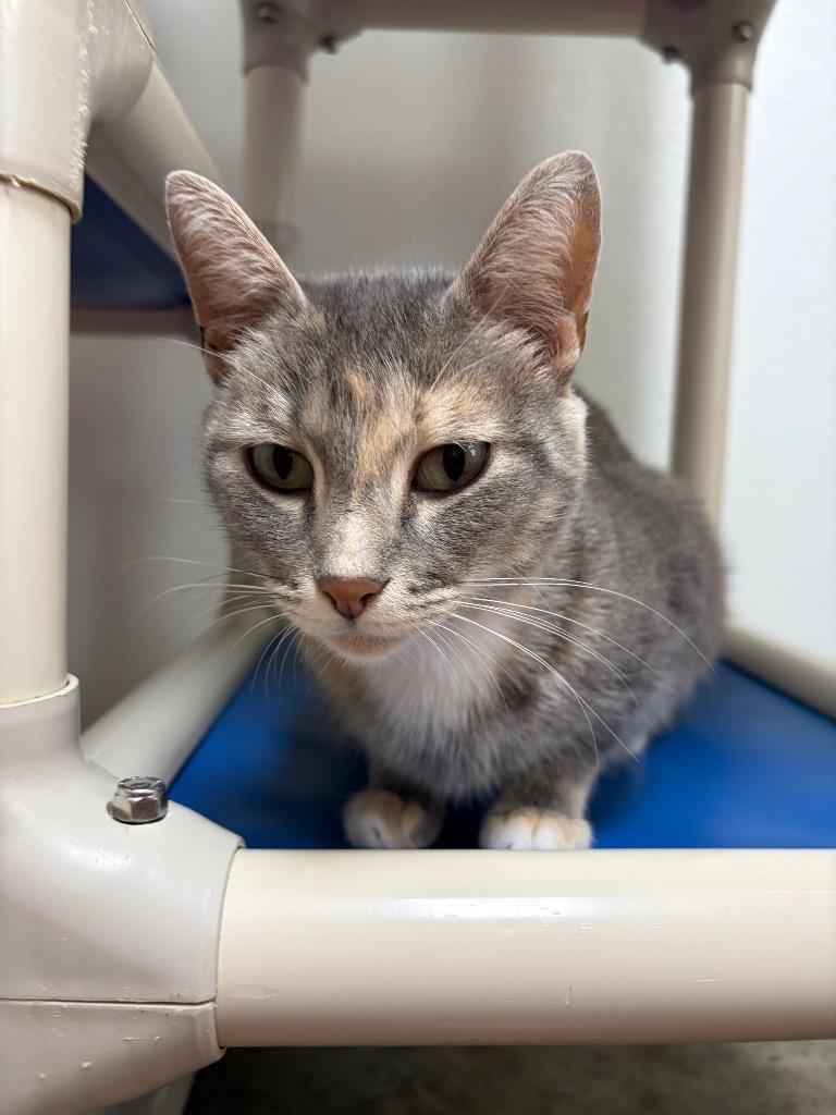 Enlarge Artemis, a Adoptable mixed breed in Clinton, SC image 3/3