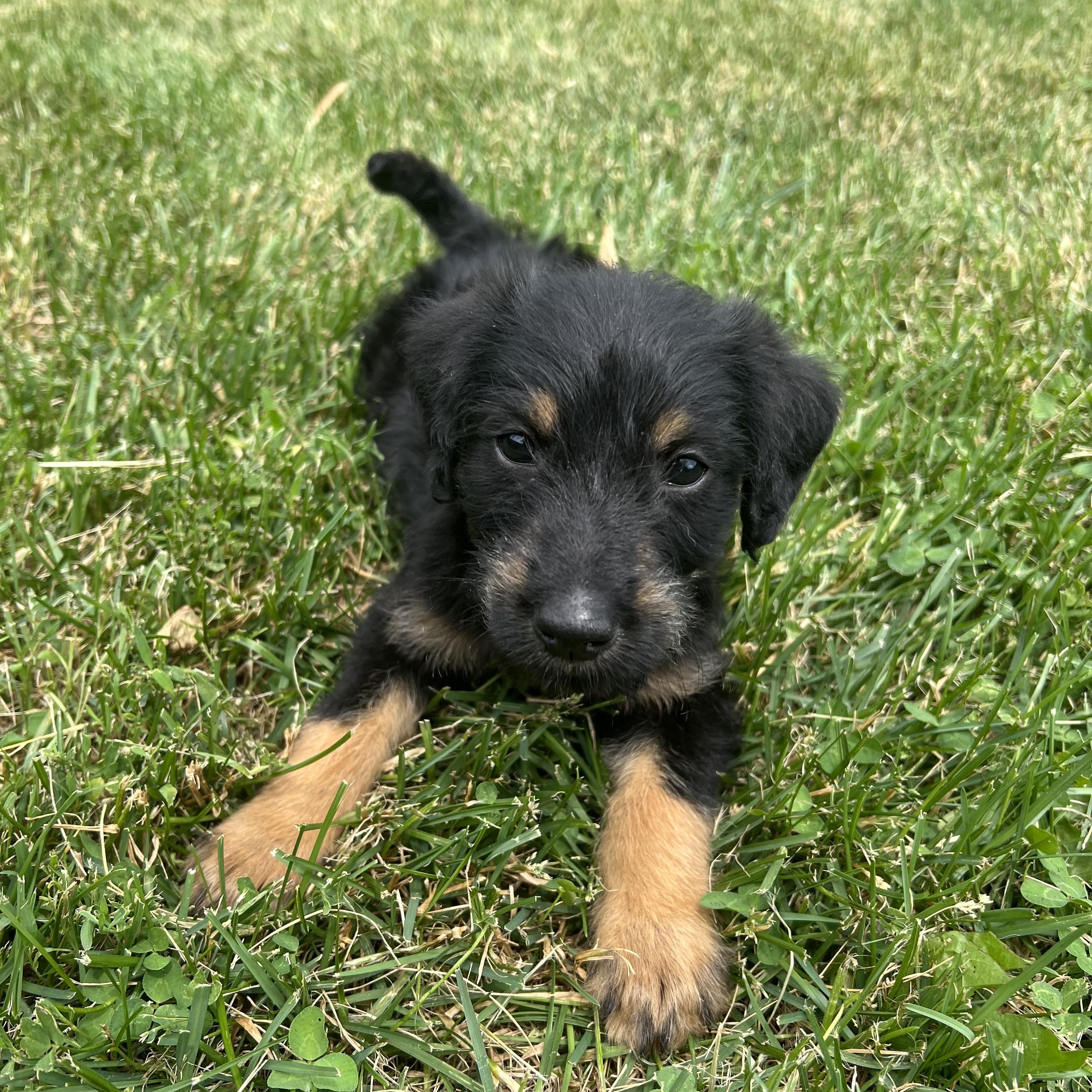 Enlarge Rowlf, a ADOPTABLE mixed breed in Hinckley, IL image 1/3