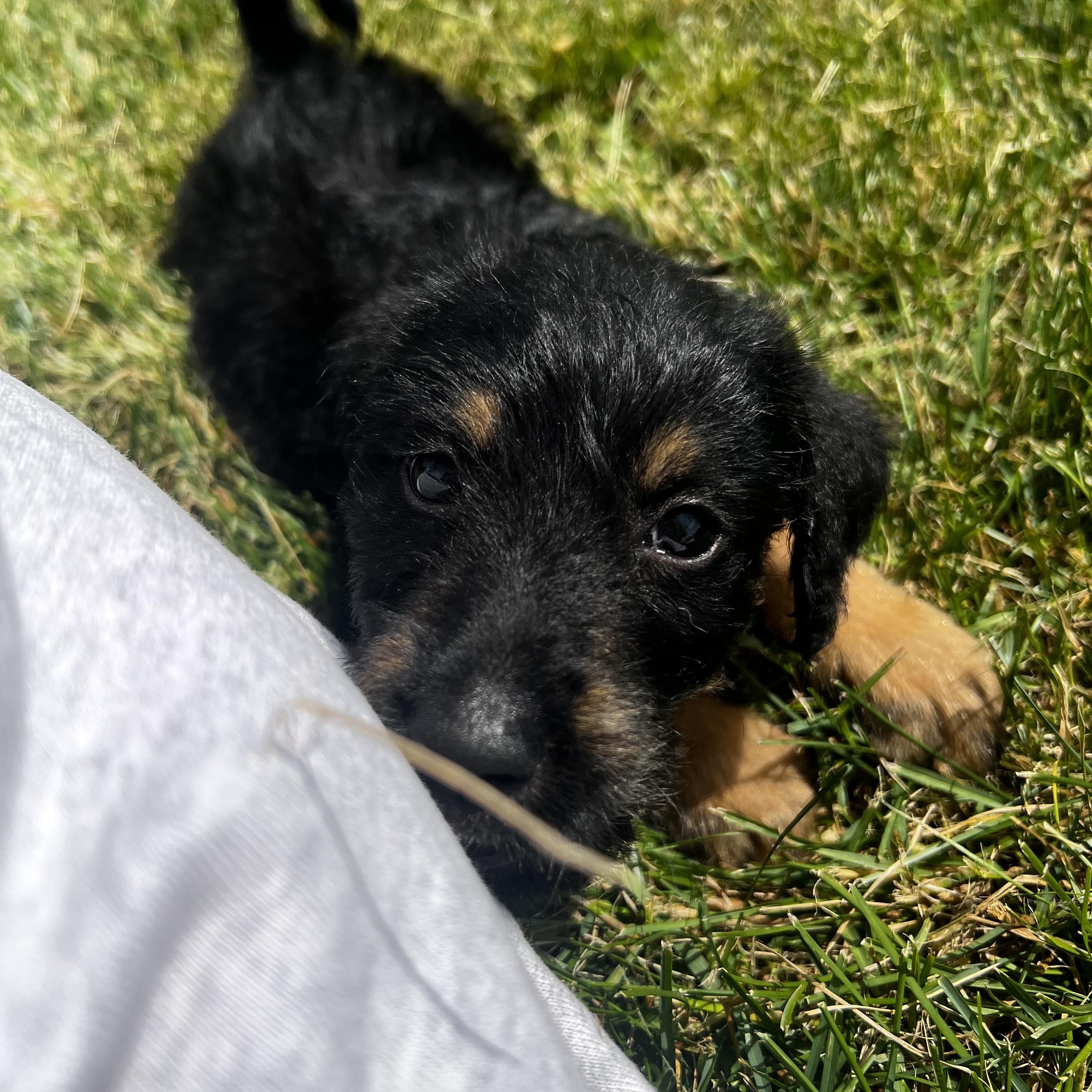 Enlarge Rowlf, a ADOPTABLE mixed breed in Hinckley, IL image 2/3