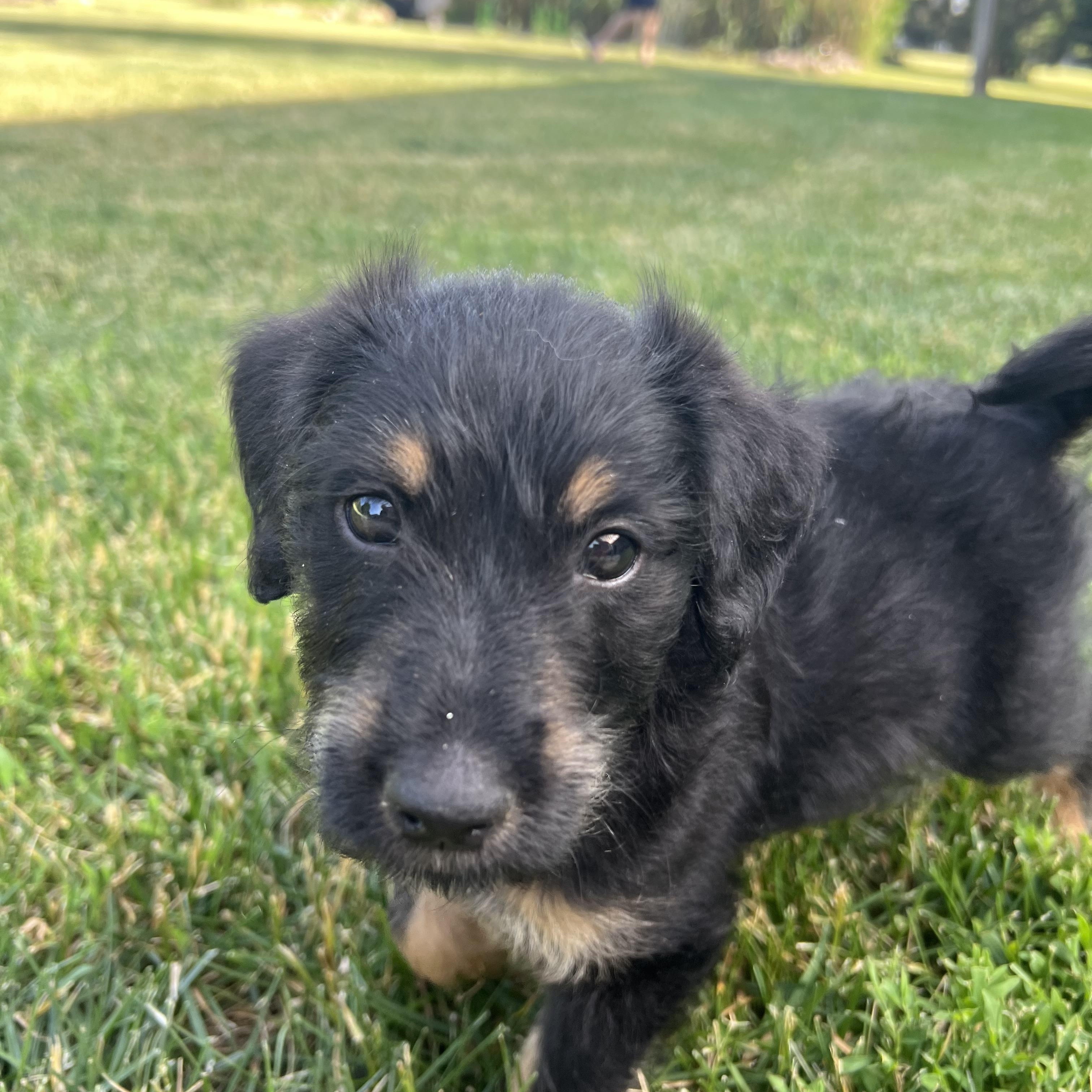 Enlarge Rowlf, a ADOPTABLE mixed breed in Hinckley, IL image 3/3