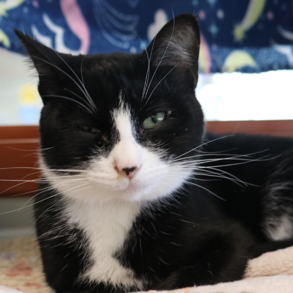 Pickles, Adoptable, Adult Female Domestic Short Hair.