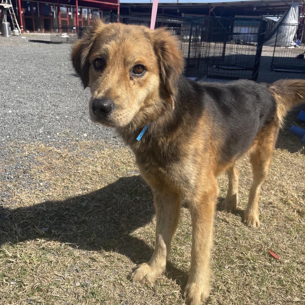Chewy, Adoptable, Adult Male Shepherd.