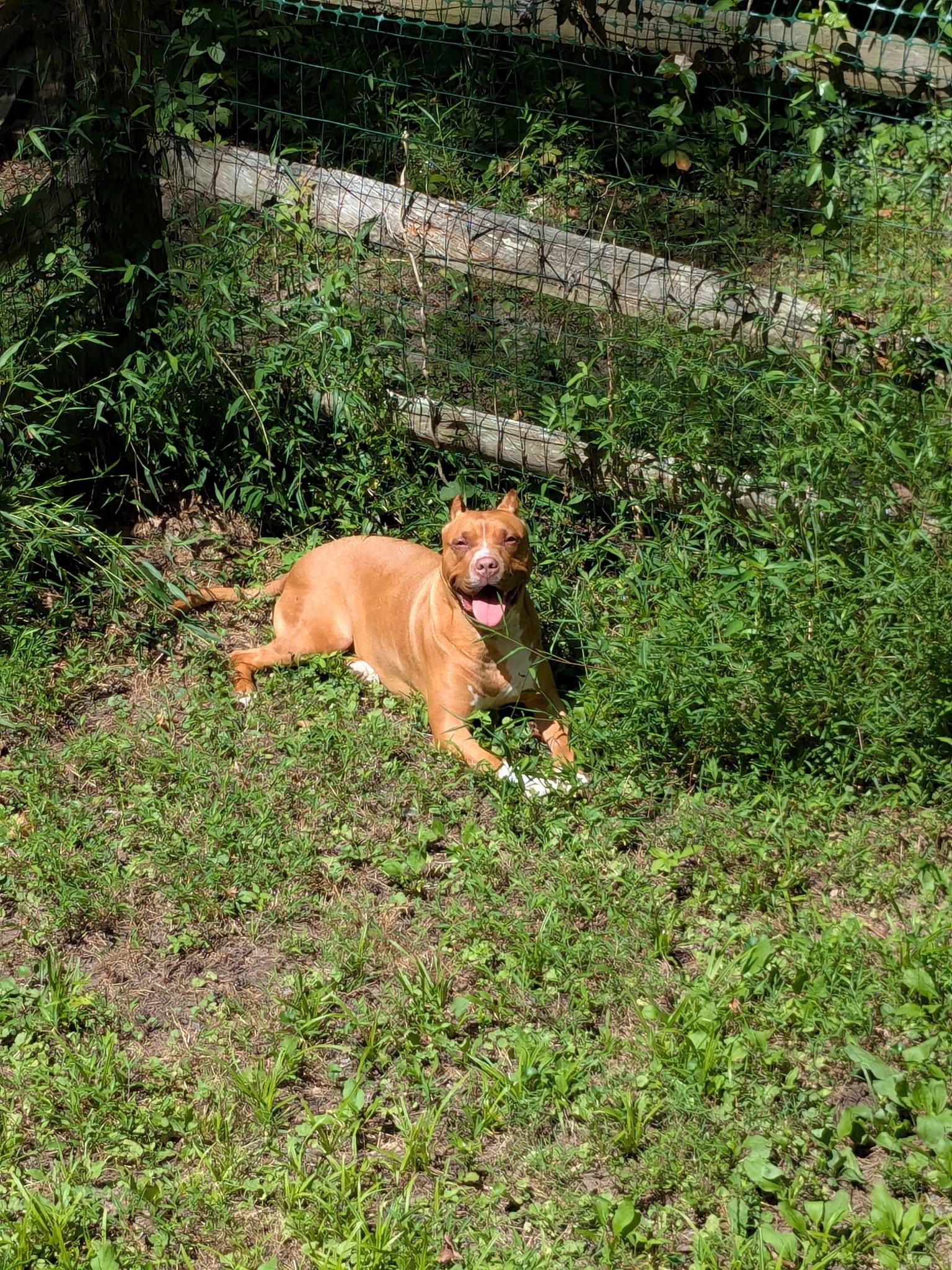 Lux, Adoptable, Adult Female American Staffordshire Terrier.