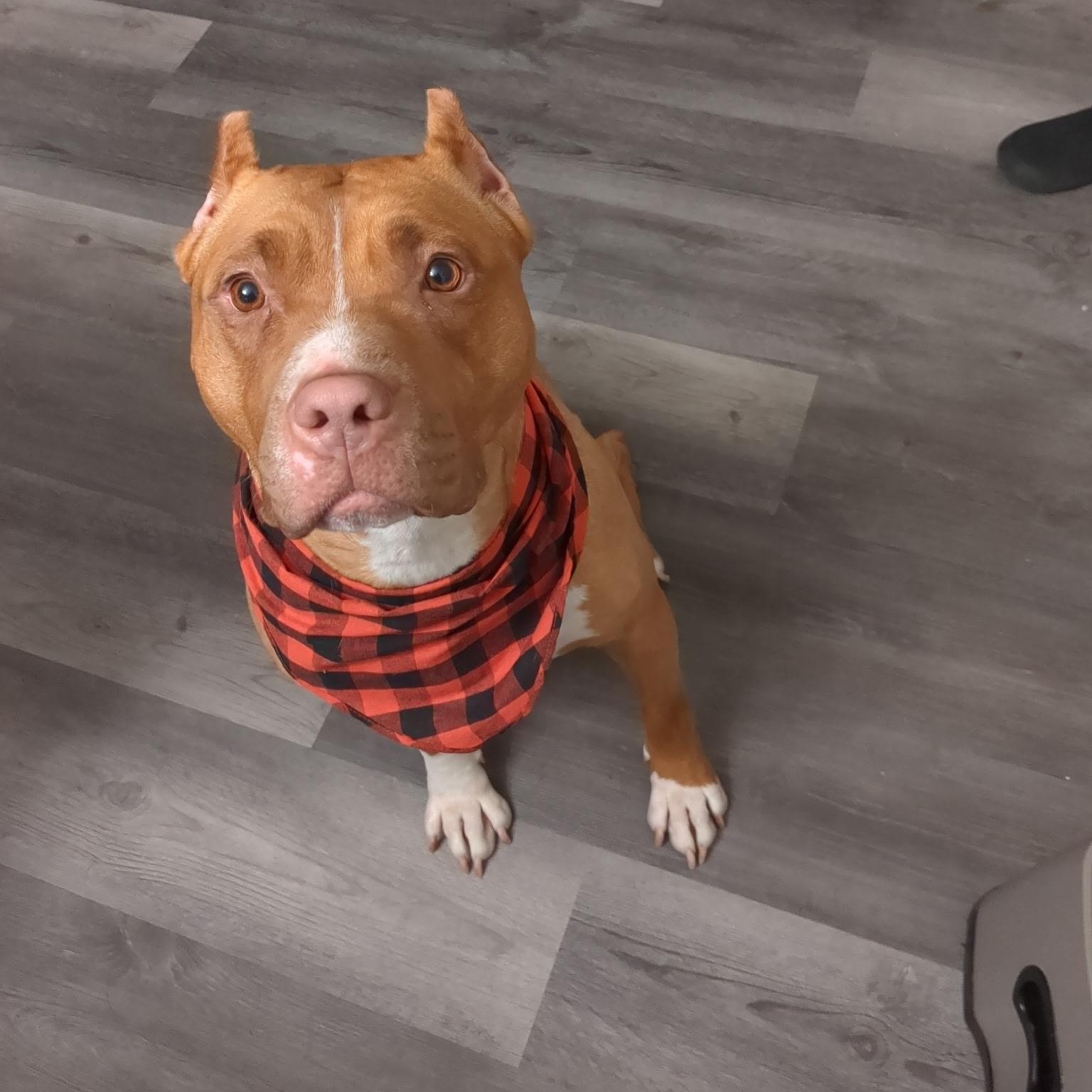 Lux, a Adoptable American Staffordshire Terrier in Chesapeake Beach, MD image 2/6