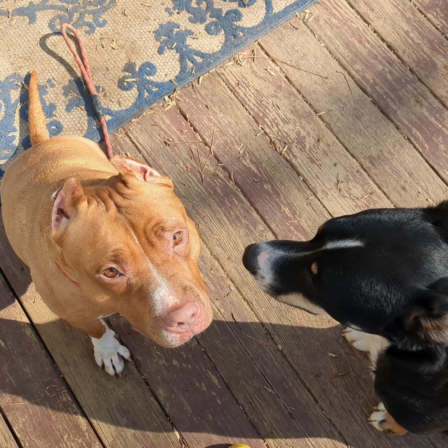 Lux, a Adoptable American Staffordshire Terrier in Chesapeake Beach, MD image 4/6