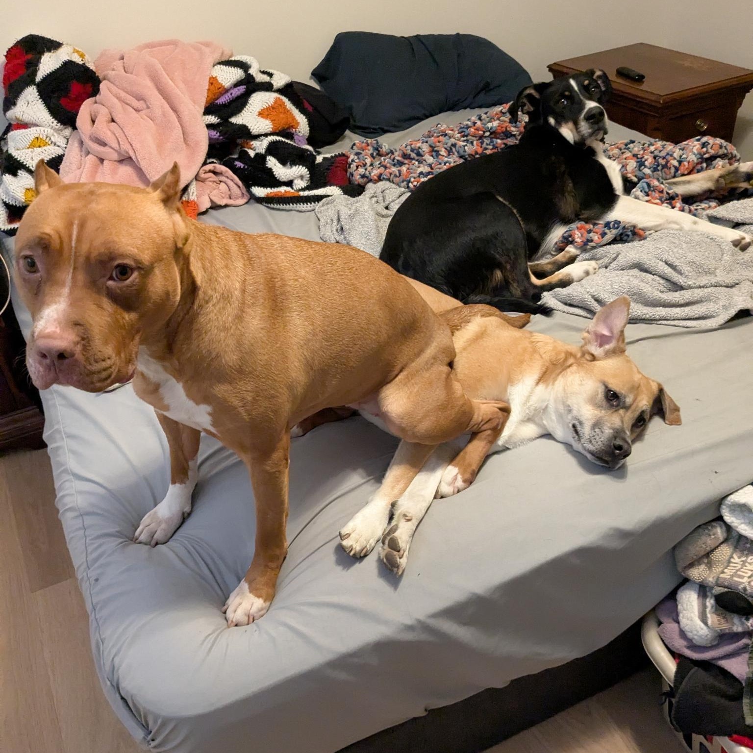 Lux, a Adoptable American Staffordshire Terrier in Chesapeake Beach, MD image 5/6