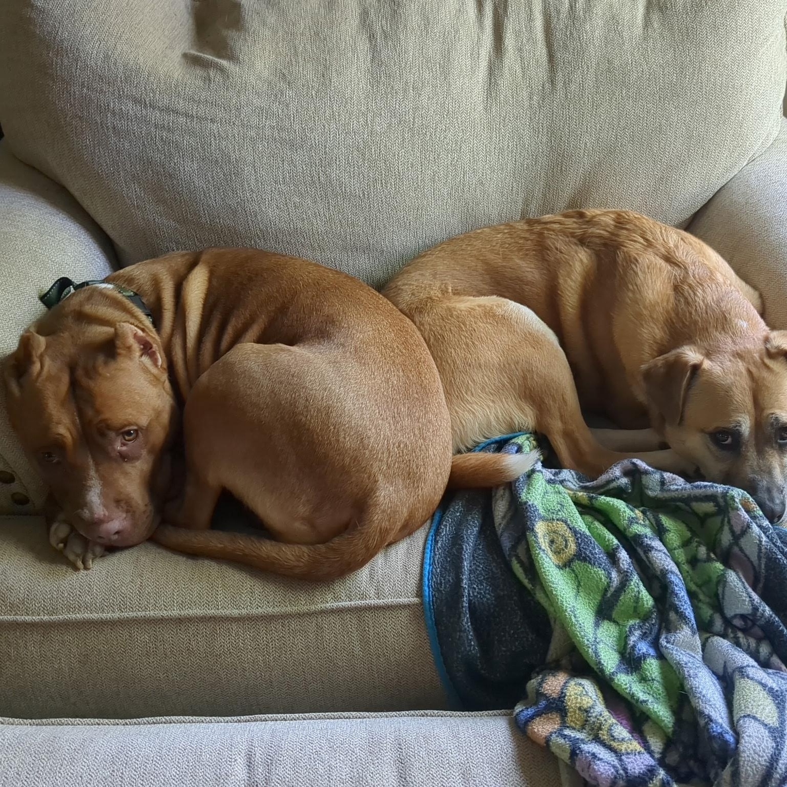 Lux, a Adoptable American Staffordshire Terrier in Chesapeake Beach, MD image 3/6