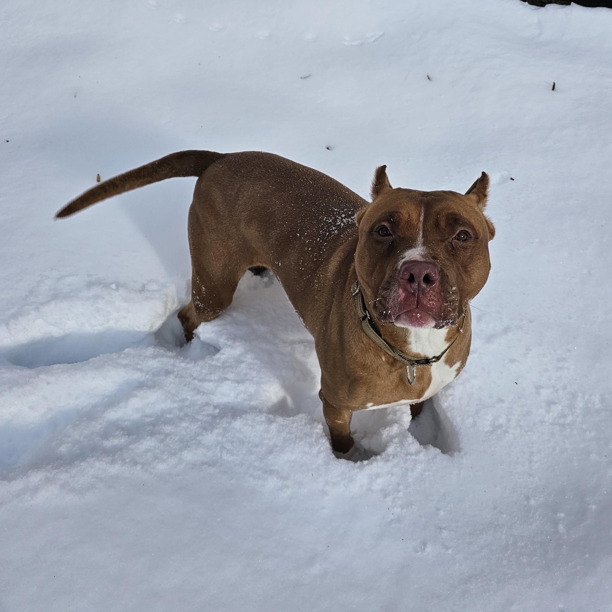 Lux, a Adoptable American Staffordshire Terrier in Chesapeake Beach, MD image 6/6