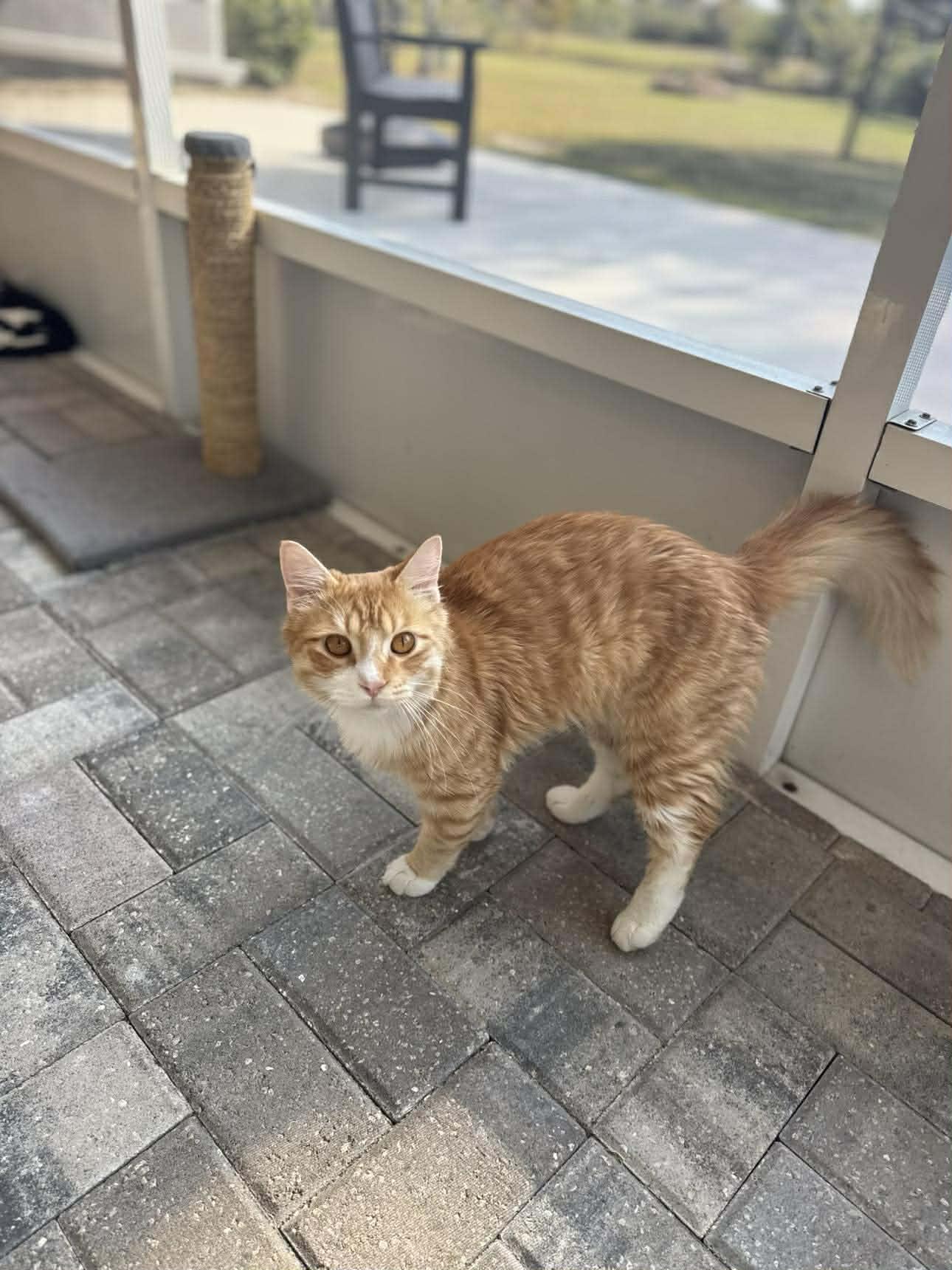 Marvin, ADOPTABLE, Adult Male Domestic Medium Hair.