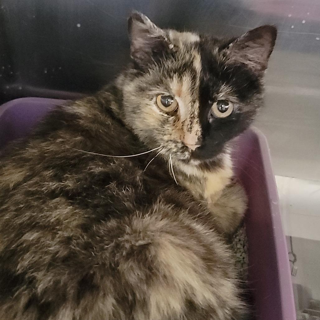 Enlarge Mary, a Adoptable Domestic Short Hair in Troy, IL image 1/3