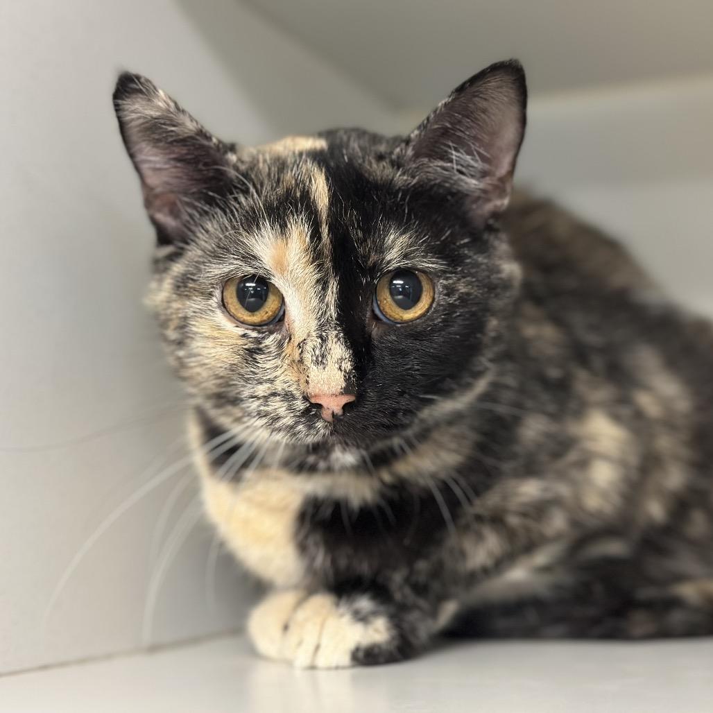 Enlarge Mary, a Adoptable Domestic Short Hair in Troy, IL image 3/3