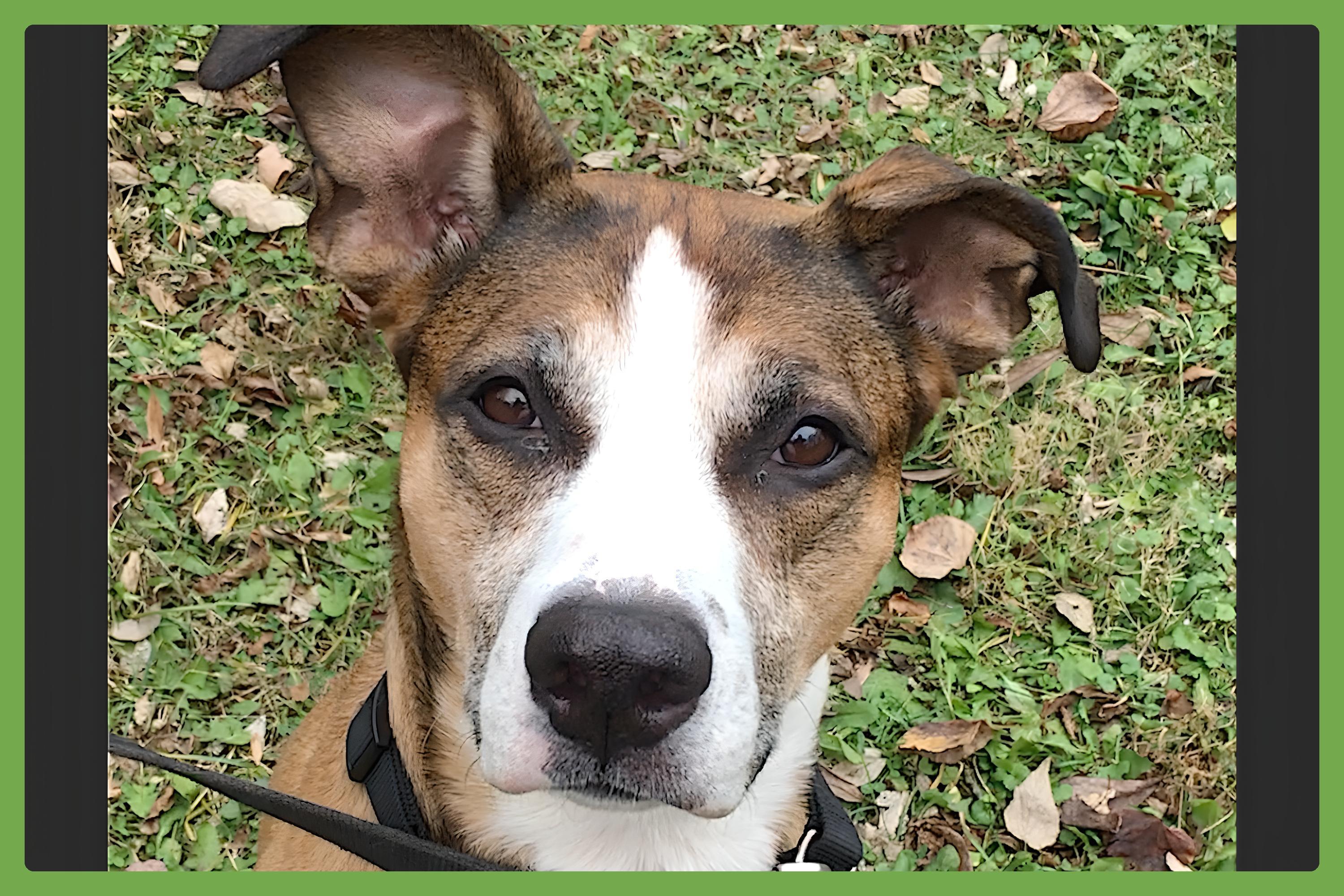 Augusta — thumbnail 4