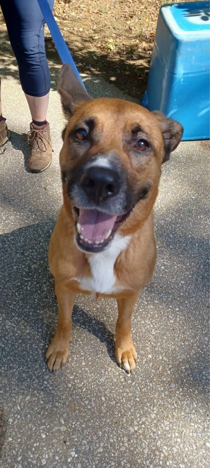 Zoey , Adoptable, Adult Female Shepherd & Mixed Breed.