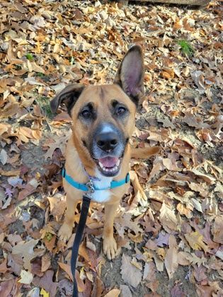 Zoey , a Adoptable mixed breed in Annapolis, MD image 2/6