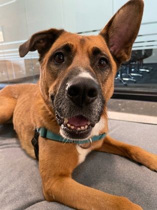 Zoey , a Adoptable mixed breed in Annapolis, MD image 3/6