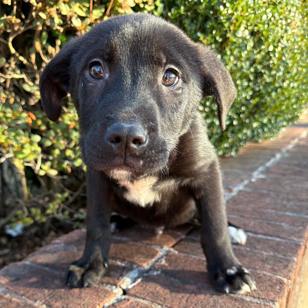 Panda — thumbnail 2