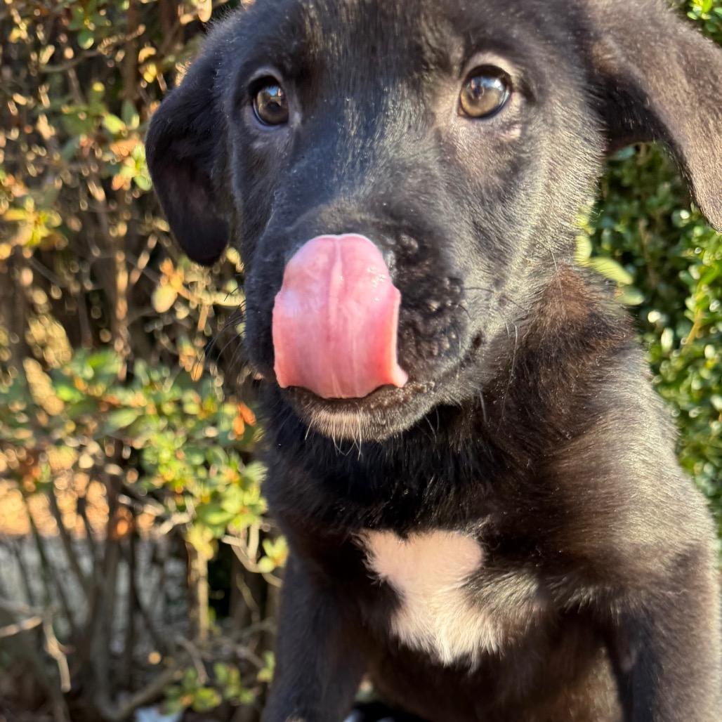 Panda — thumbnail 3