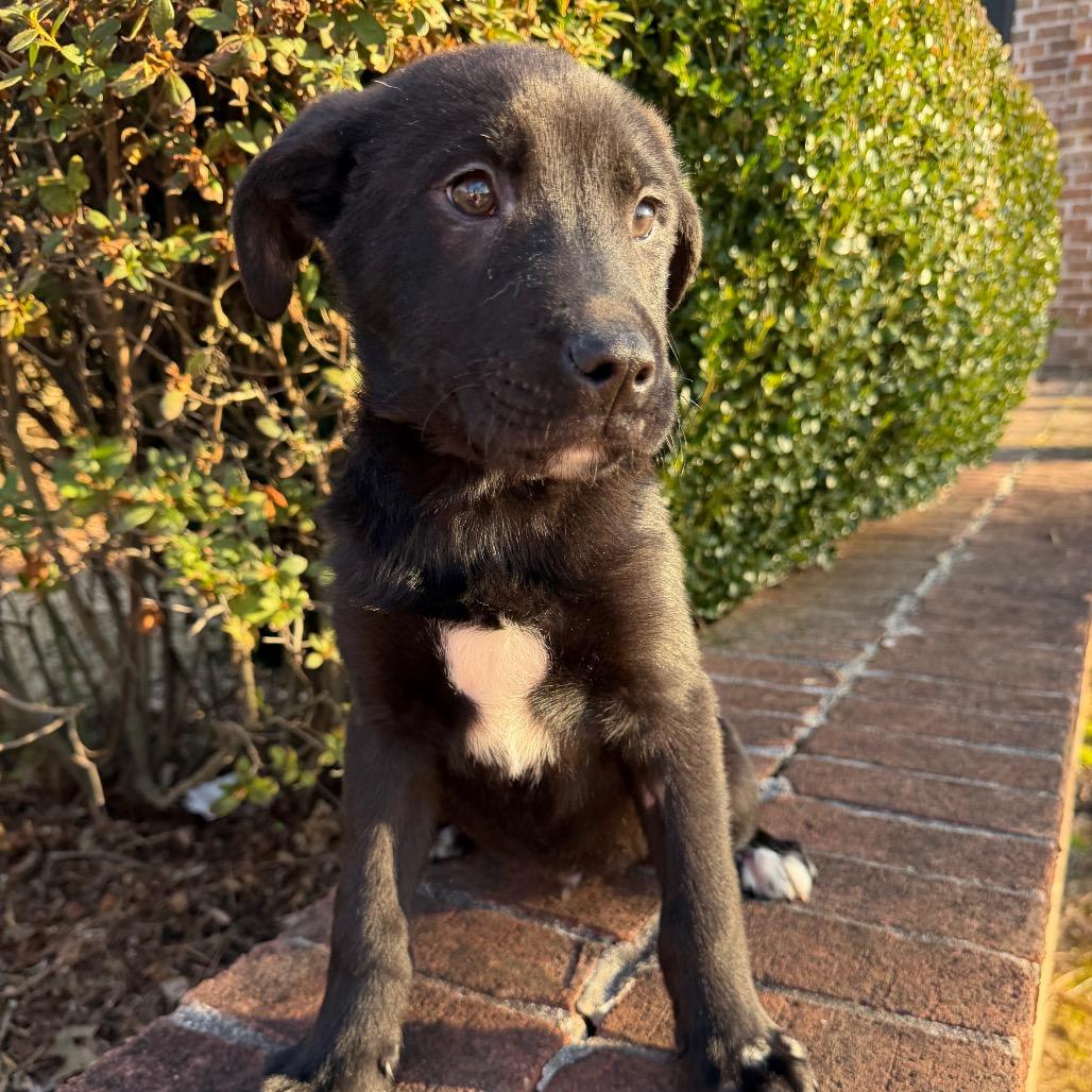 Panda — thumbnail 4