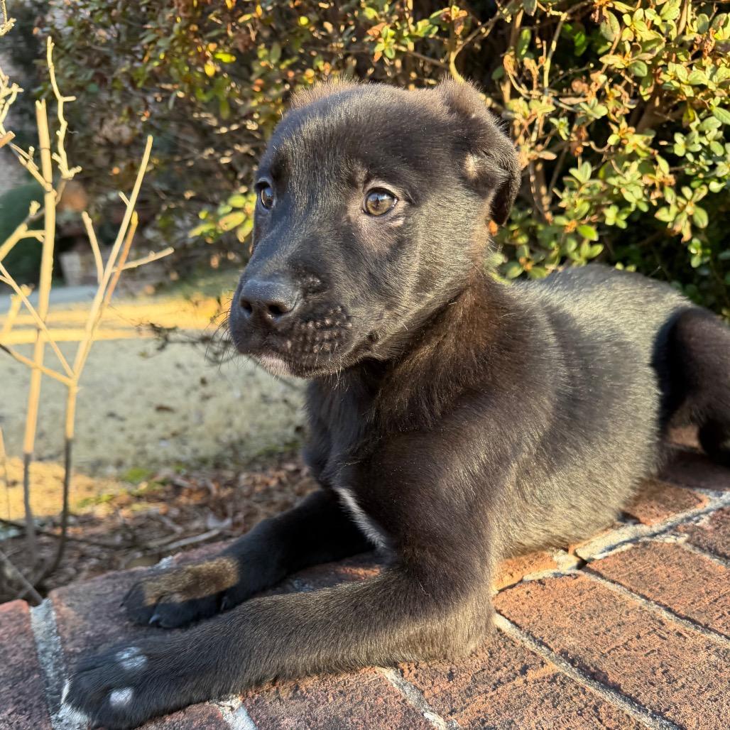 Panda — thumbnail 5