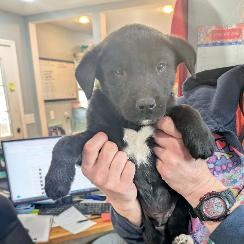 Panda — thumbnail 6