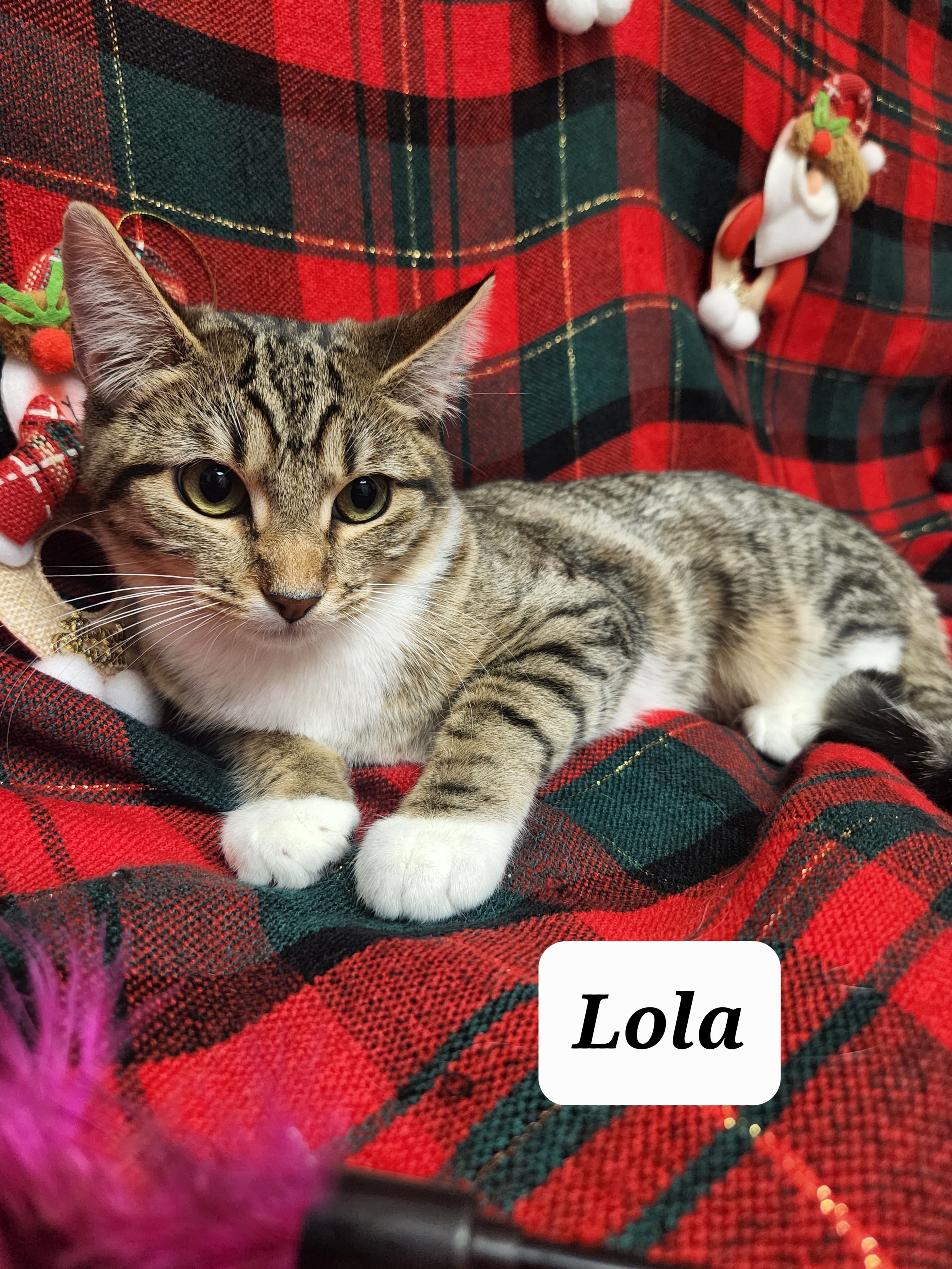 Lola 2