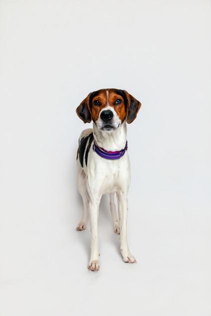Rocco, Adoptable, Adult Male Treeing Walker Coonhound & Mixed Breed.