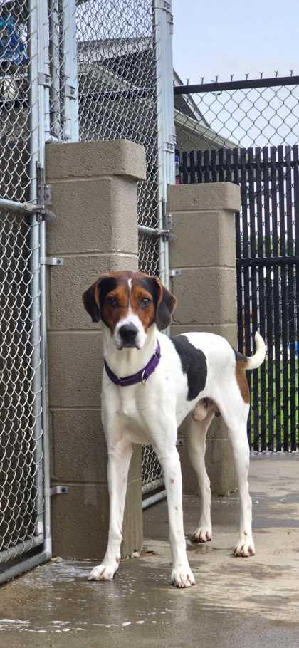 Enlarge Rocco, a Adoptable mixed breed in Sevierville, TN image 2/3