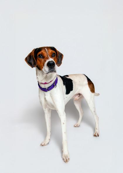 Enlarge Rocco, a Adoptable mixed breed in Sevierville, TN image 3/3