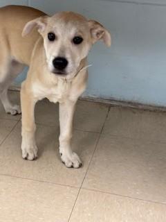 Butterfly, Adoptable, Puppy Female Mixed Breed & Mixed Breed.