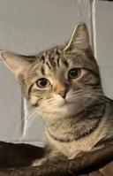 Enlarge Susie, a ADOPTABLE Domestic Short Hair in Milwaukee, WI image 1/1