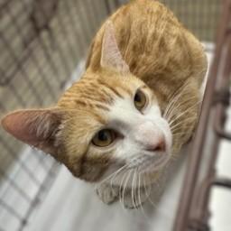 Costco Chicken Bake @ Coffee and the Cats