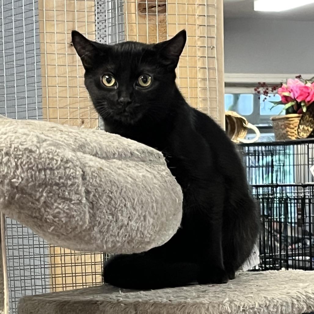 Maxine, Adoptable, Young Female Domestic Short Hair.