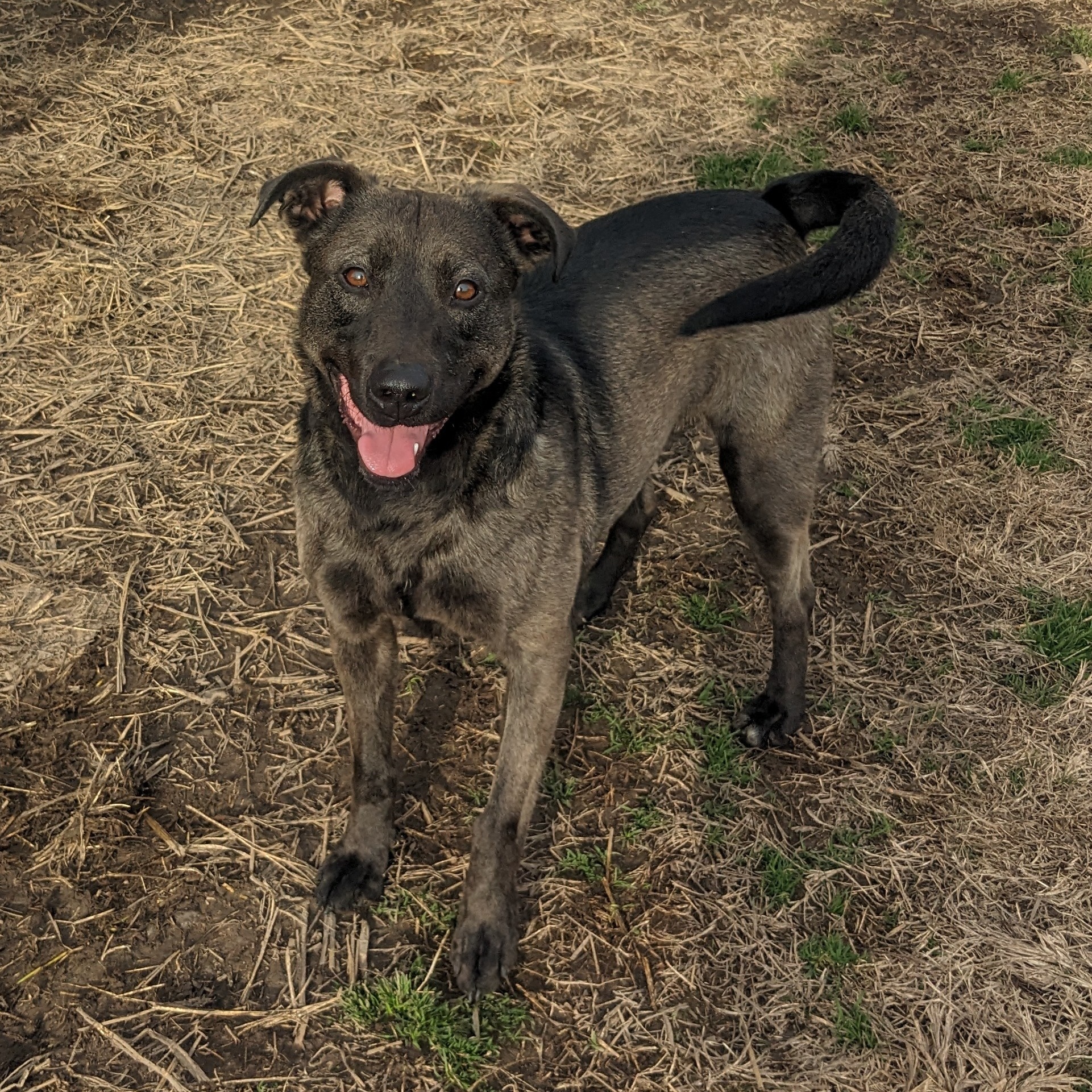 Enlarge Shamrock, a Adoptable mixed breed in Newport, AR image 2/6