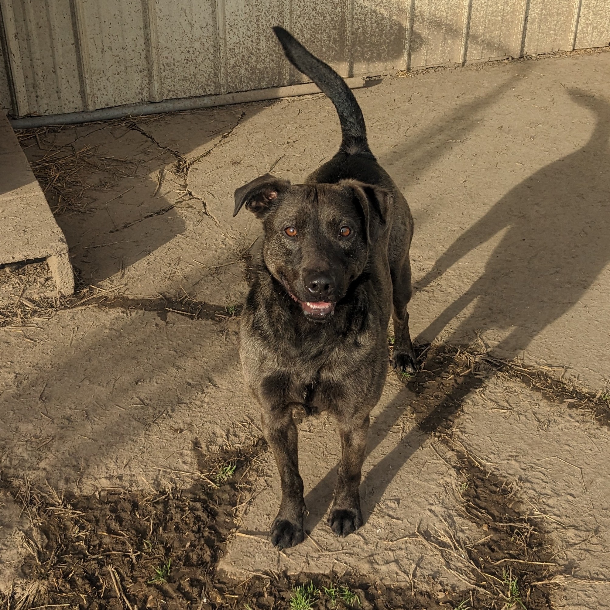 Enlarge Shamrock, a Adoptable mixed breed in Newport, AR image 3/6