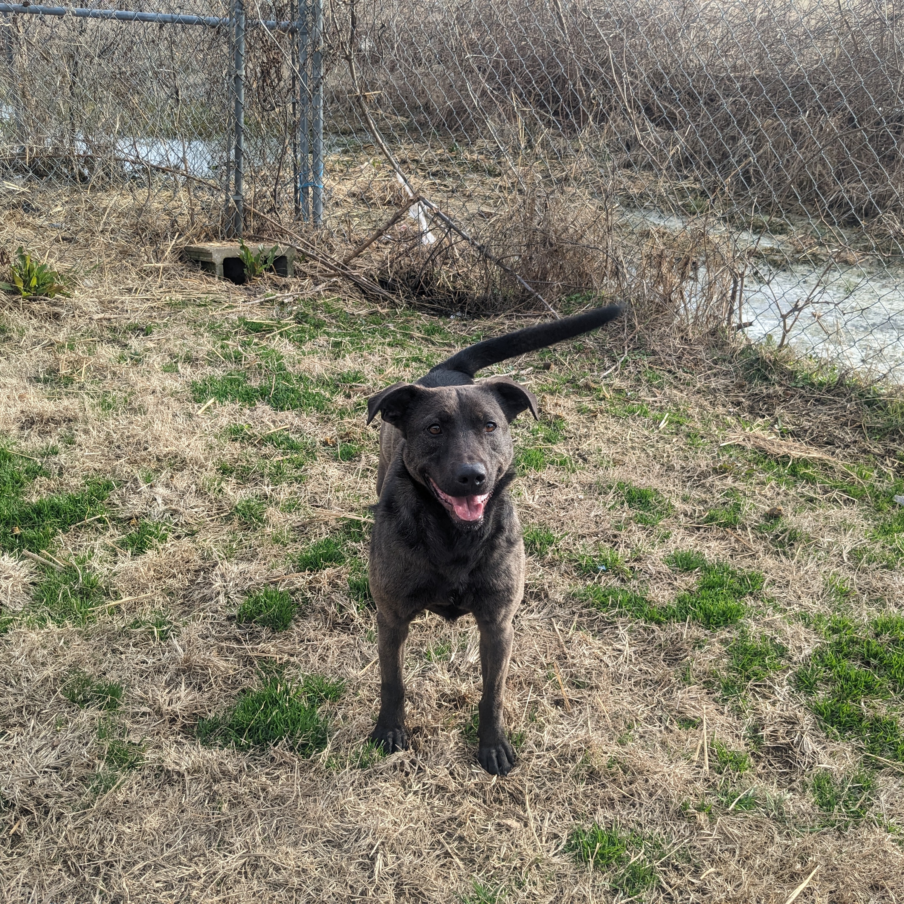 Enlarge Shamrock, a Adoptable mixed breed in Newport, AR image 6/6