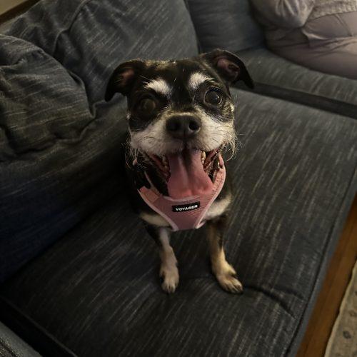 Enlarge Jordan, a Adoptable mixed breed in Hamden, CT image 1/5