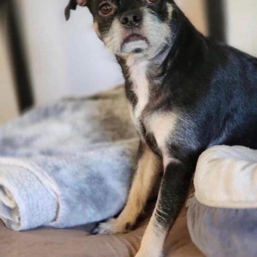 Enlarge Jordan, a Adoptable mixed breed in Hamden, CT image 2/5