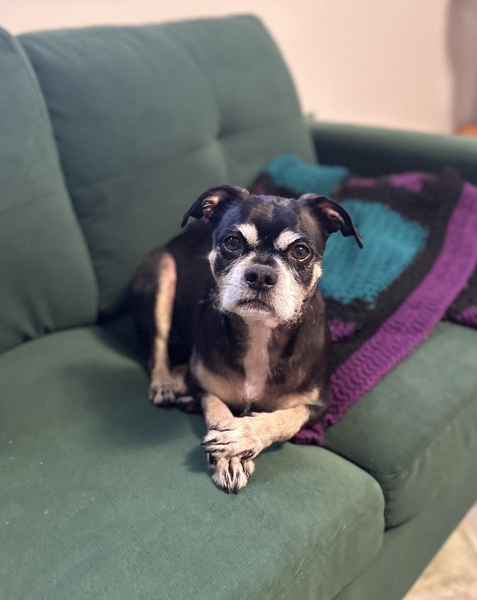 Enlarge Jordan (Surrender), a Adoptable mixed breed in Hamden, CT image 3/6