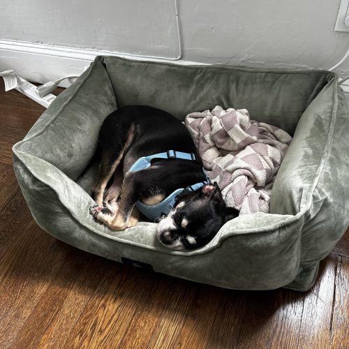 Enlarge Jordan, a Adoptable mixed breed in Hamden, CT image 3/5