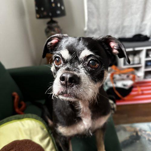 Enlarge Jordan, a Adoptable mixed breed in Hamden, CT image 4/5