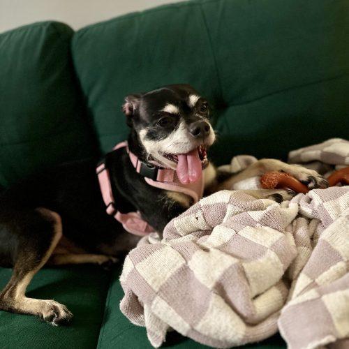 Enlarge Jordan, a Adoptable mixed breed in Hamden, CT image 5/5