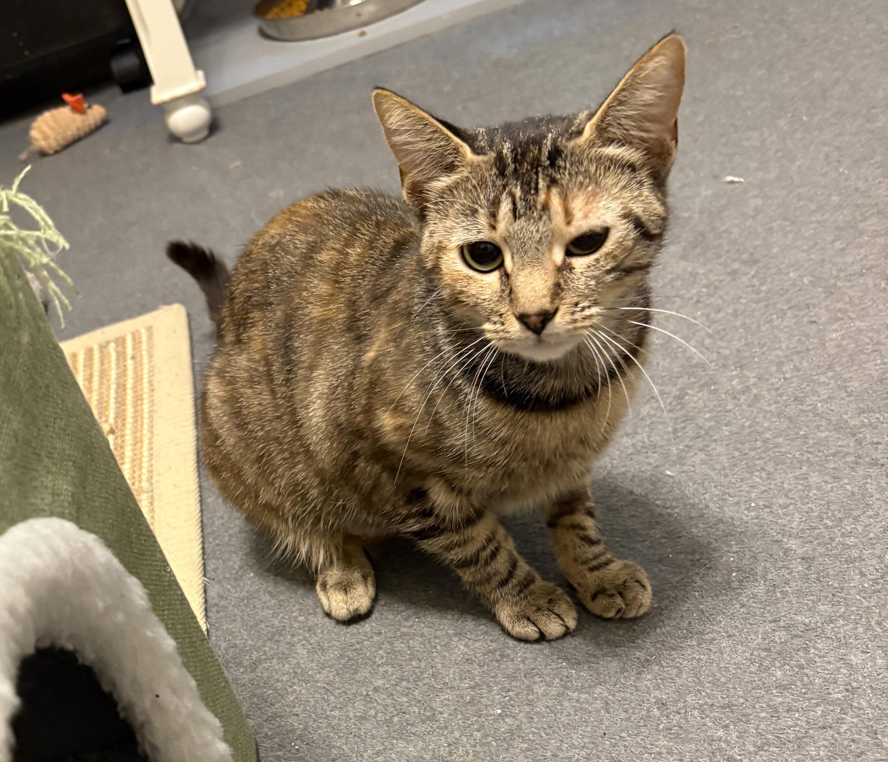 Grace, a ADOPTABLE Tabby in New Albany, OH image 2/5