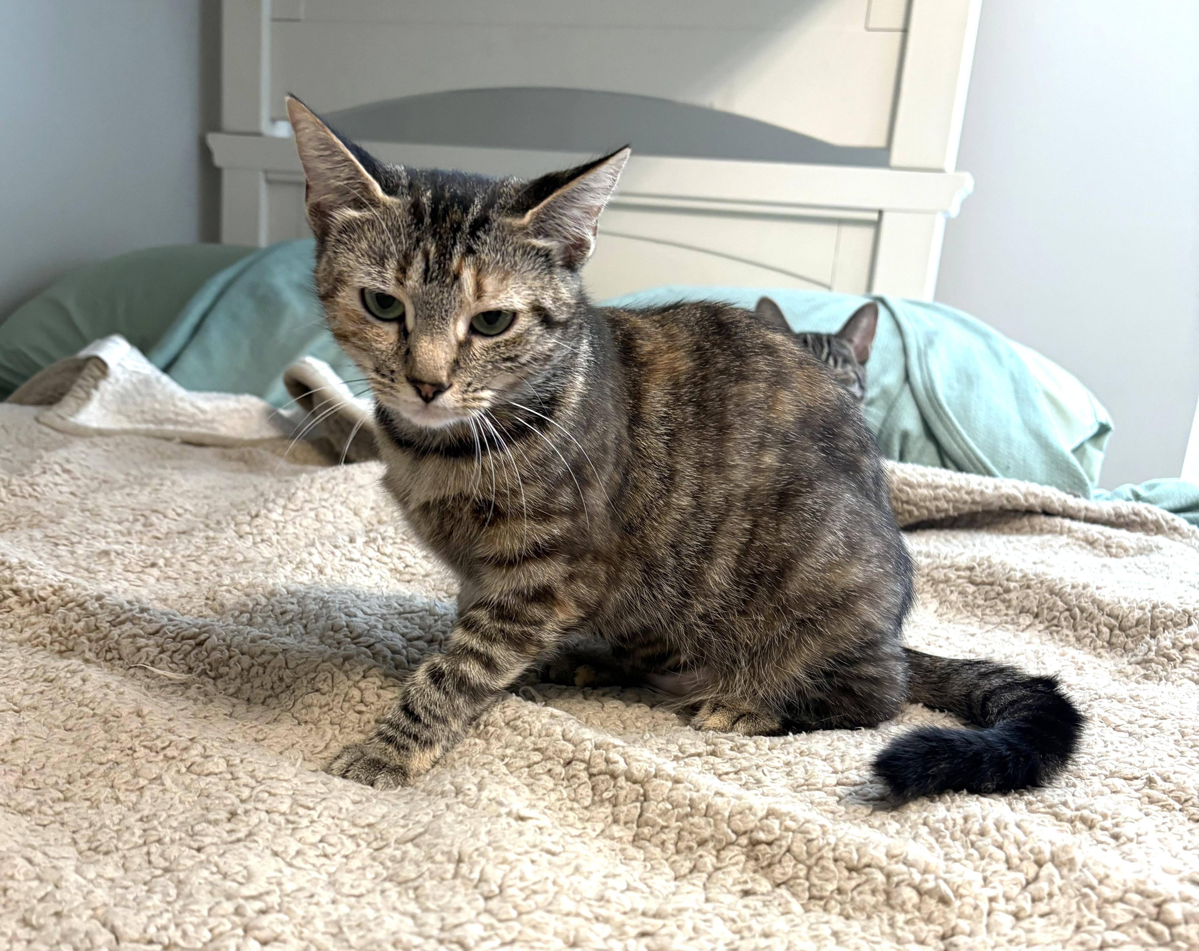 Grace, a ADOPTABLE Tabby in New Albany, OH image 3/5