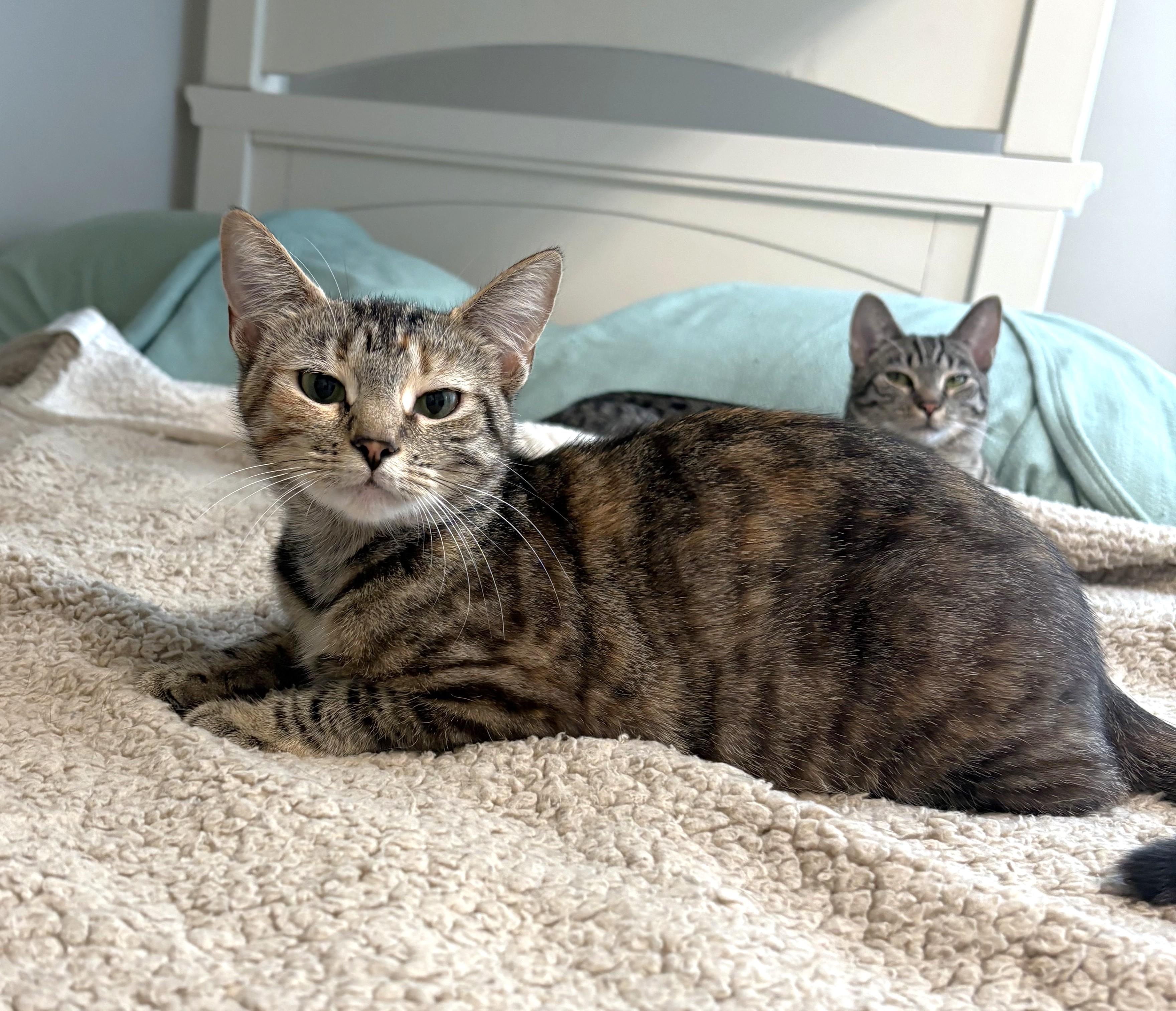 Grace, ADOPTABLE, Young Female Tabby.