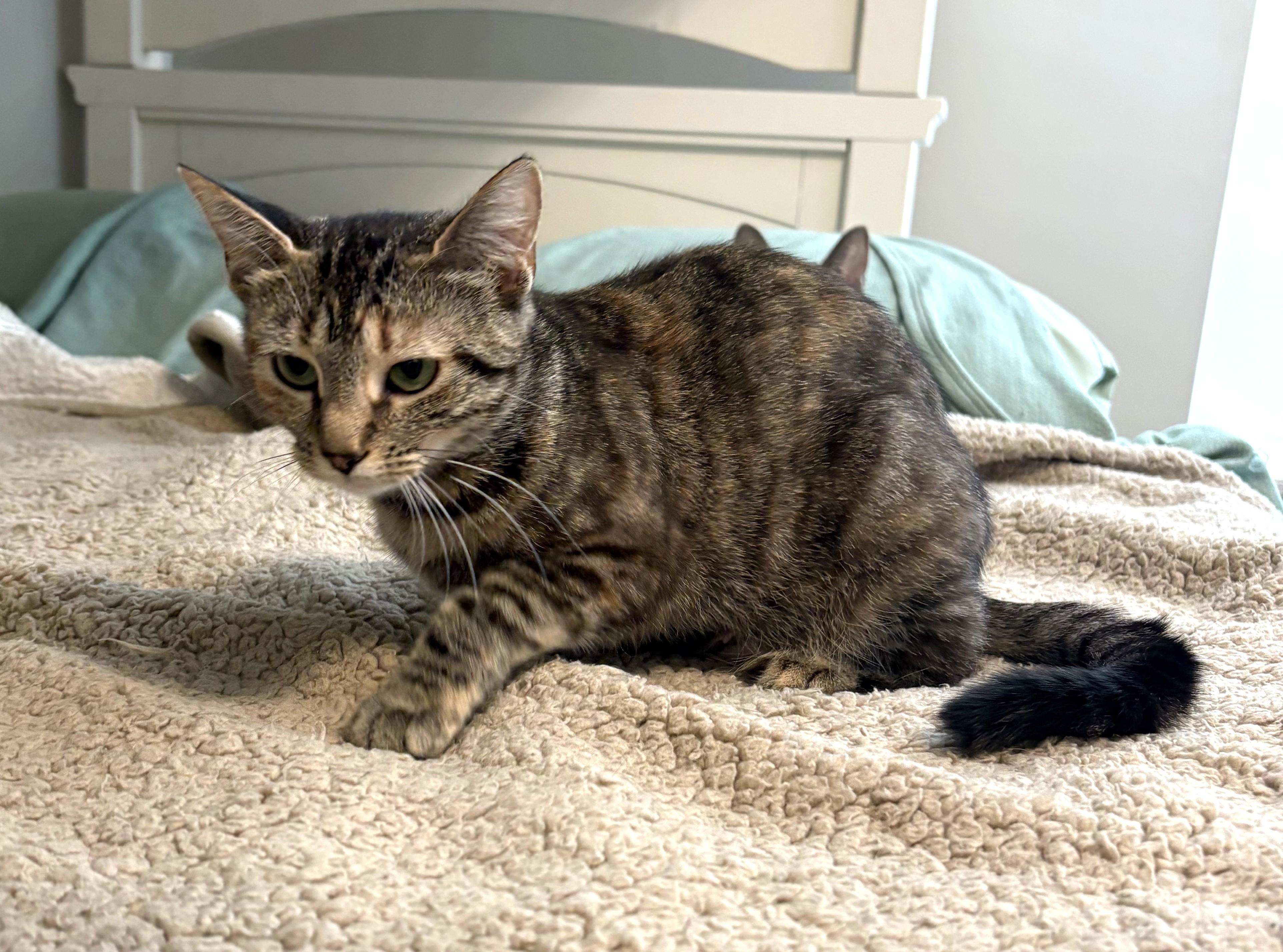 Grace, a ADOPTABLE Tabby in New Albany, OH image 5/5