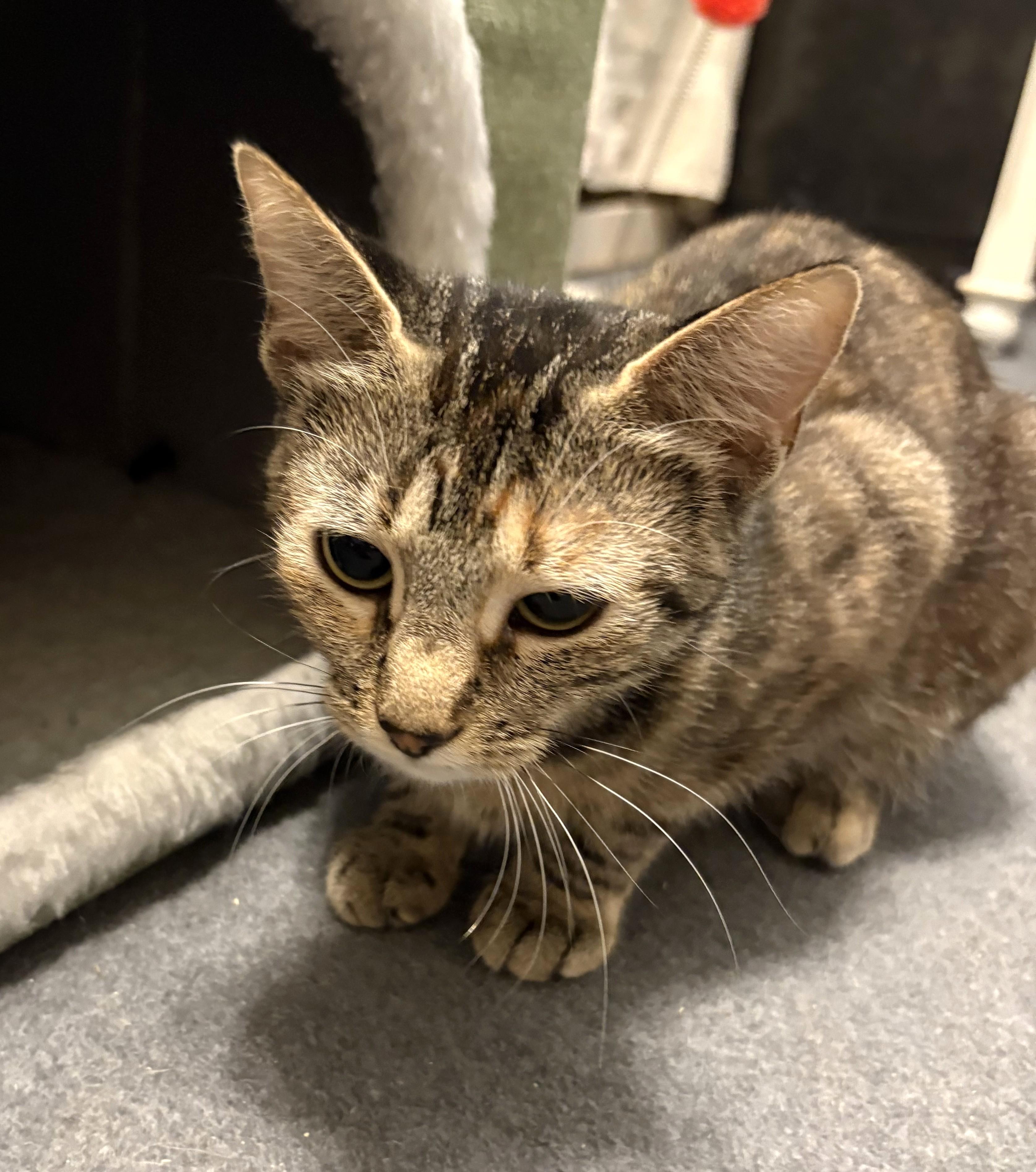 Grace, a ADOPTABLE Tabby in New Albany, OH image 4/5